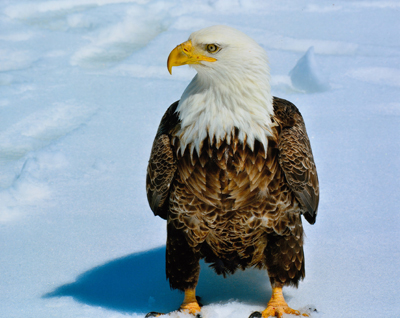 Bald Eagle picture taken by Gary Verge